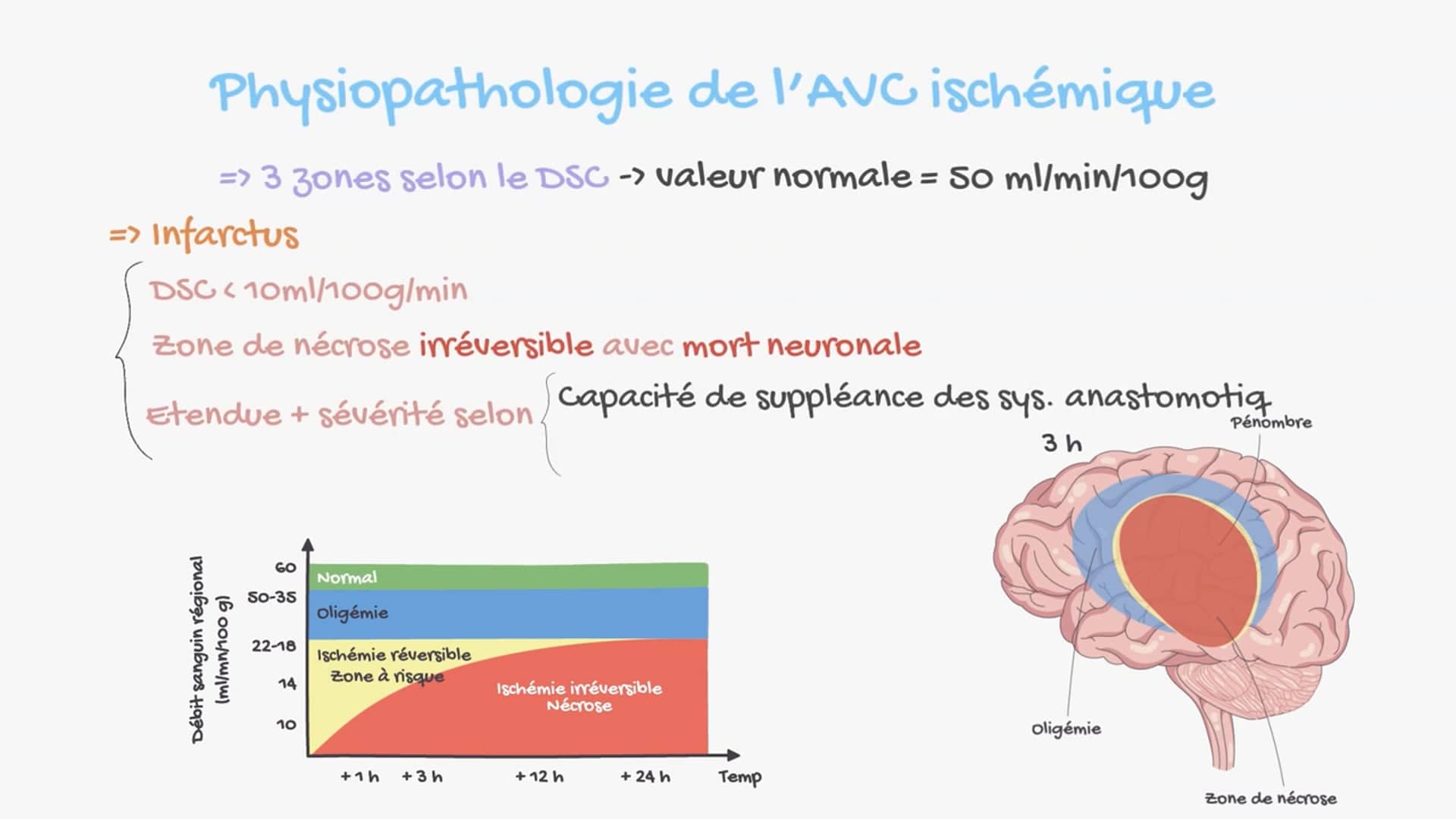 Régulation du débit sanguin cérébral, physiopathologie et facteurs de risque de l’AVC