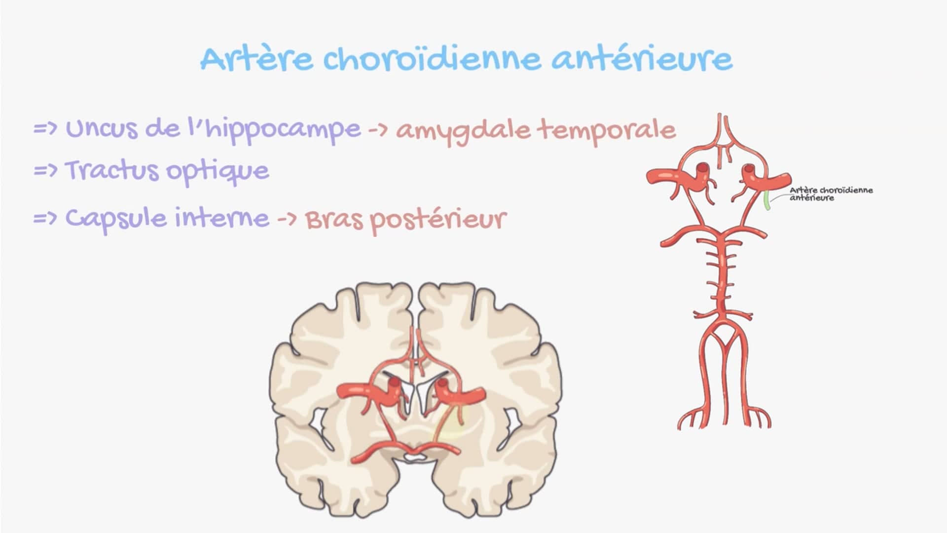 Vascularisation artérielle de l’encéphale et somatotopie corticale