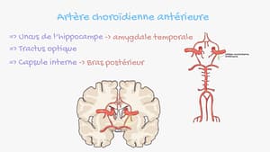 Vascularisation artérielle de l’encéphale et somatotopie corticale